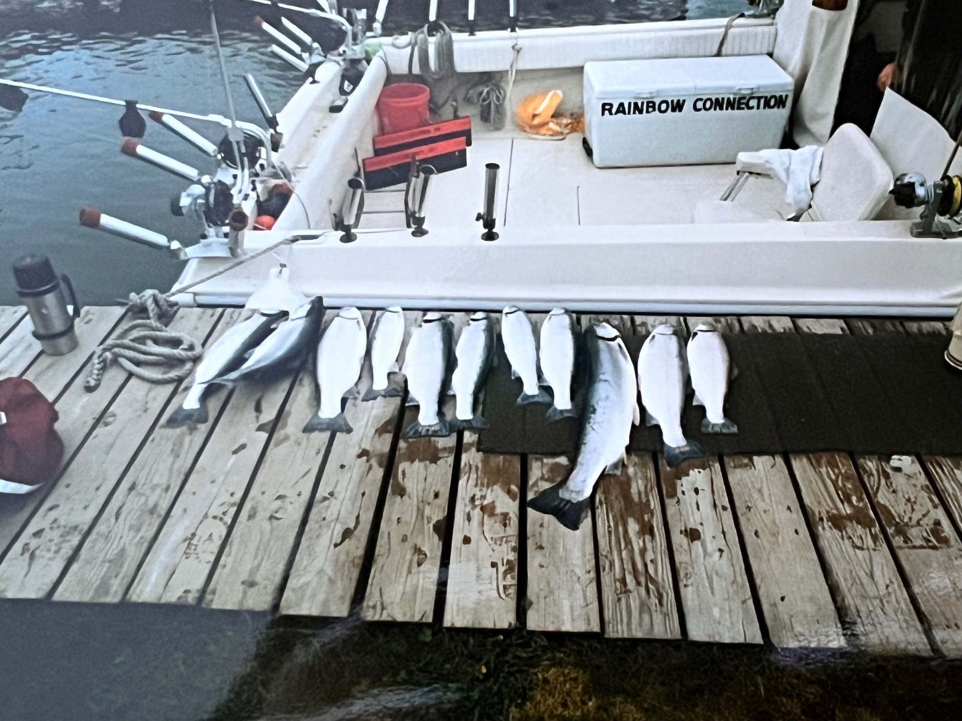 The Rainbow Connection — the day's haul lined up on the dock