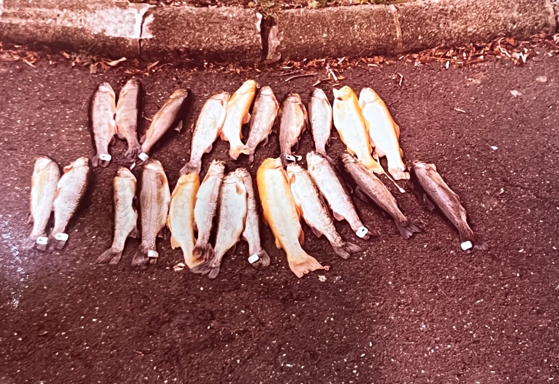 The full haul — two rows of trout laid out on the Springfield curb. Before the boys, before the Poconos, this was the dream in motion